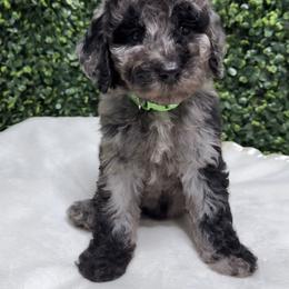 Mateo - Merle male Goldendoodle puppy in Los Angeles, California from Exquisite Doodles
