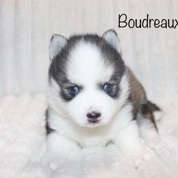 Boudreaux - Black and white male Pomsky puppy in Denham Springs, Louisiana from Bayouland Pomskies