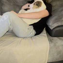 Collie Puppies from Lakeside Collies