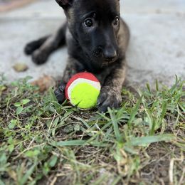 Female 1 -Miss Pink - Black brindle female Dutch Shepherd puppy in Raceland, Louisiana from Fontana Farm