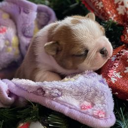 Boston Terrier Puppies from Dreamweaver Bostons