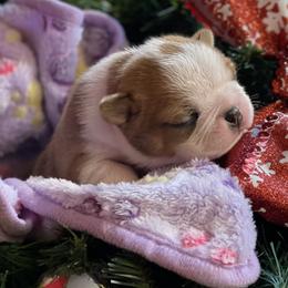 Boston Terrier Puppies from Dreamweaver Bostons