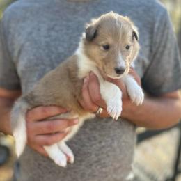 Ms. Green - Sable merle and white female Collie puppy in Tallahassee, Florida from Lampost Kennels