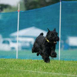 Standard Schnauzer puppies from Sarama Cane Corso & Standard Schnauzers