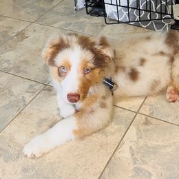 Australian Shepherd Puppies from Stover's Australian Shepherd's
