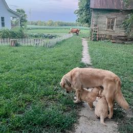 Golden Retriever and Pembroke Welsh Corgi Puppies from Rose n’ Thistle Farm