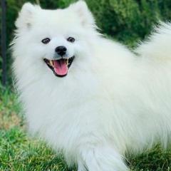 Kenai - American Eskimo Dog
