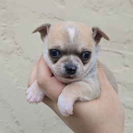 Sable - Black sabled fawn male Chihuahua puppy in Vineland, New Jersey from Royal Companion's