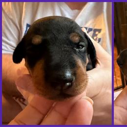 Blanche - Black and tan female Manchester Terrier puppy in Lyman, Mississippi from Raintree Manchester Terriers