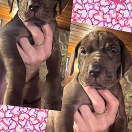 BUTTERCREAM - Chocolate female Great Dane puppy in Wellsville, New York from Prophecy Danes