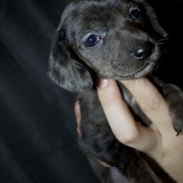 Jessie (2800) - Dapple female Dachshund puppy in Kilgore, Texas from The Barefield Doxies