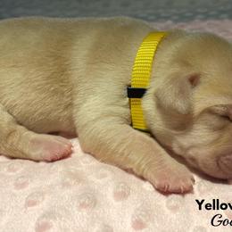 Labrador Retriever Puppies from Gochee Labs