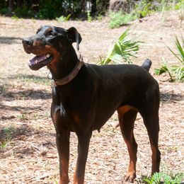 Doxie - Doberman Pinscher