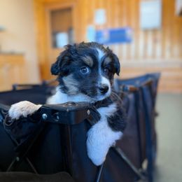 Clover - Black tri female Miniature Australian Shepherd puppy in Shingletown, California from Whiskeytown Aussies