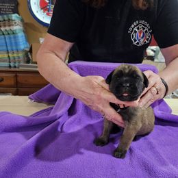 Girl 1 - Red female Cane Corso puppy in Winchester, Virginia from Paladin's Cane Corsos