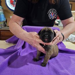 Girl 1 - Red female Cane Corso puppy in Winchester, Virginia from Paladin's Cane Corsos