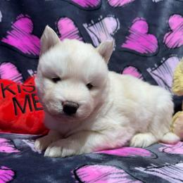 AKC Bubbles - Sable and white female Siberian Husky puppy in Centreville, Maryland from Huskies By the Bay
