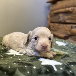 River - Cream male Dachshund puppy in Stilwell, Oklahoma from Mountain Top Dachshunds