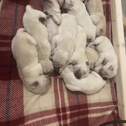 Golden Retriever Puppies from Wise-Taylor Goldens