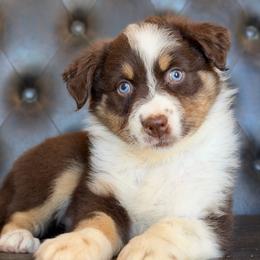 Raya-has tail-many videos - Red tri-color female Australian Shepherd puppy in Troy, South Carolina from Australian Shepherds of 3/W Farms