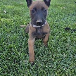 Dutch Shepherd Puppies from C’los Belgian/dutch shepherds