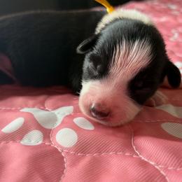 Australian Shepherd Puppies from Good Karma Aussies