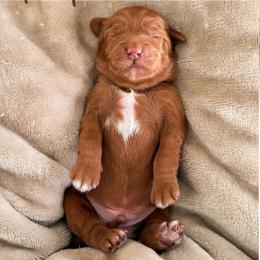 Raptor - Red  male Goldendoodle puppy in Garden Grove, California from Sunkissed Doodles