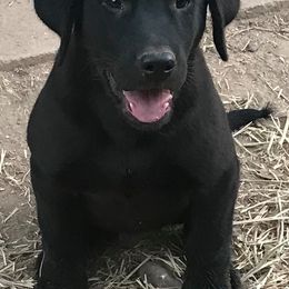 German Shepherds and Labrador Retrievers from Hausmekon
