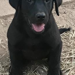 German Shepherds and Labrador Retrievers from Hausmekon