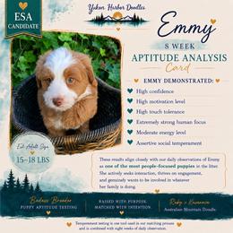 Emerald - female Australian Mountain Doodle puppy in Port Orchard, Washington from Yukon Harbor Doodles