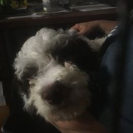 Boy 3 - Lagotto Romagnolo puppy in Lynden, Washington from Northwest Lagotto