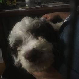 Boy 3 - Lagotto Romagnolo puppy in Lynden, Washington from Northwest Lagotto