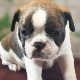 Bosley - Blue male Boston Terrier puppy in Kingsport, Tennessee from Irish Heart Bostons