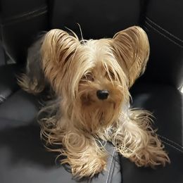 Bella - Yorkshire Terrier
