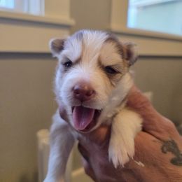 Girl 1 - Red and white Pomsky puppy in Wyoming from 307 Pomskys
