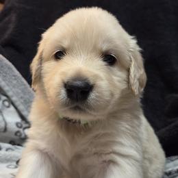 Girl 1 - Light golden female Golden Retriever puppy in Milton, Florida from Katherine's Golden Retrievers and Gordon Setters.