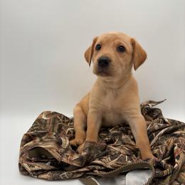 Yellow - Yellow female Labrador Retriever puppy in Heath Springs, South Carolina from Rich Hill Retrievers