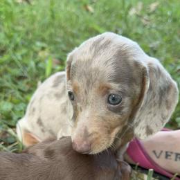Dachshund All Grown Up from BlackPine Kennels