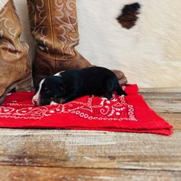 'Olaf' - Black tri-color male Australian Shepherd puppy in Durand, Wisconsin from Larson’s Legacy Aussome Aussie Kennels