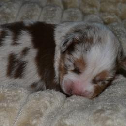 Boy 1 - male Australian Shepherd puppy in Marshall, Texas from Flying S Aussies