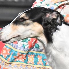 Borzois from Chernaya Voda Borzoi