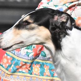 Borzois from Chernaya Voda Borzoi