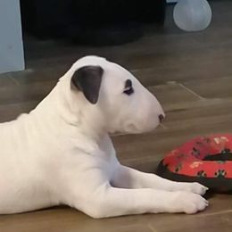 Bull Terrier Puppies from Mary Holsen