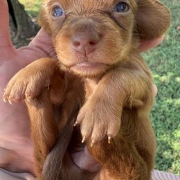 Rusty - Chocolate and tan male Dachshund puppy in Bentonville, Arkansas from T & D Dachshunds by design