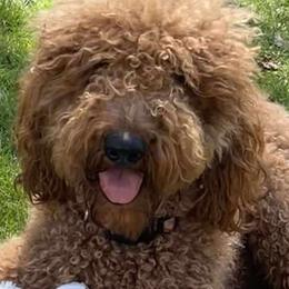 Goldendoodles from Lance Doodle Farm