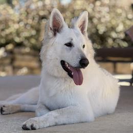 Berger Blanc Suisse puppies from Scenic Creek German Shepherds and White Swiss Shepherds