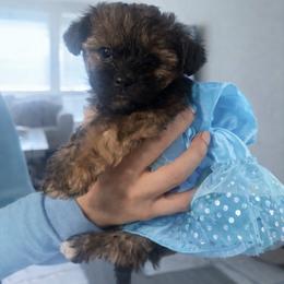 Sweetie. - Brown female Shihpoo puppy in Denver, Colorado from Angel babies