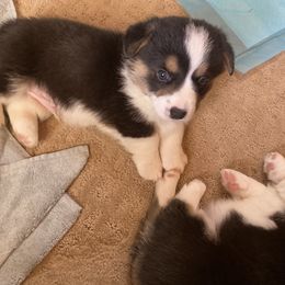 Pembroke Welsh Corgi Puppies from Gbarlranch Corgies