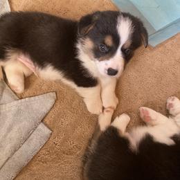 Pembroke Welsh Corgi Puppies from Gbarlranch Corgies