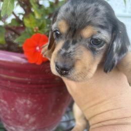 Dachshund Puppies from Dandelion Doxies